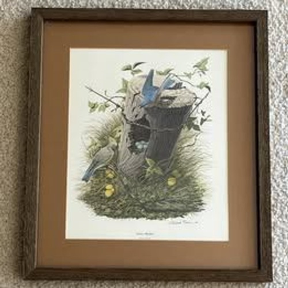 Vintage Richard Sloan Eastern Bluebird Matted & Framed Lithograph Print 15"x18"